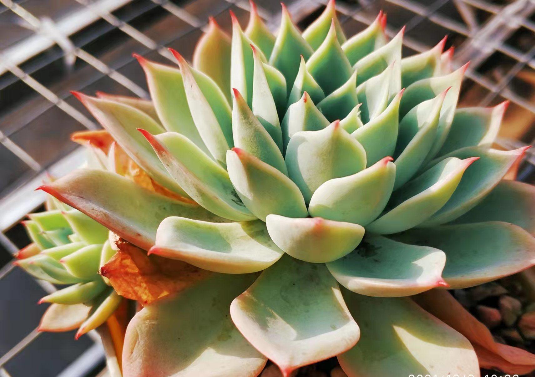 养不绿的鲁宾,晒不红的三色堇——这两款特征明显的多肉怎么选?