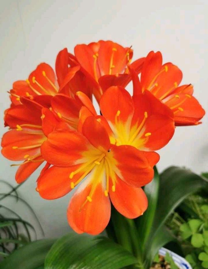 叶子|这样养“君子兰”,叶子更多更大更油绿,花朵红似火