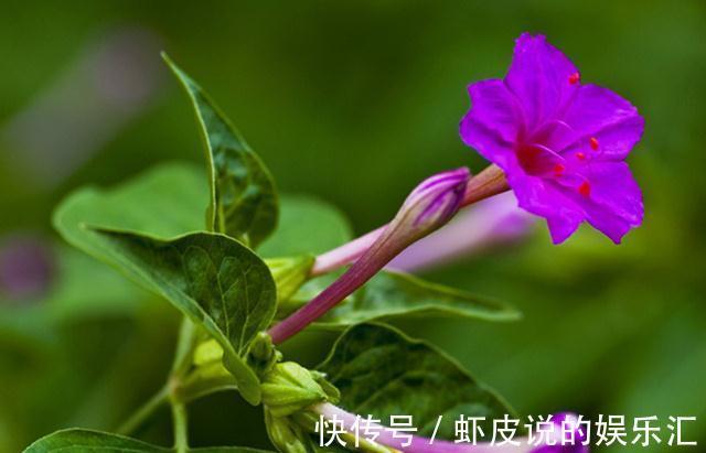 养花试试这几款,漂亮的花,看上去很清凉,超美