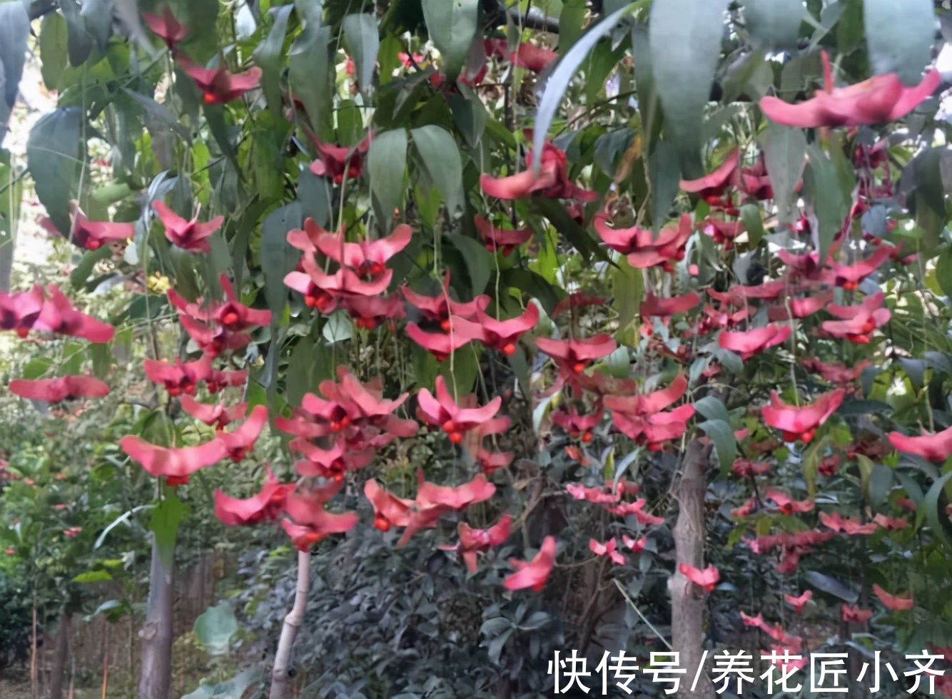 漂亮|适合庭院养的4种花，夏天冬天都不怕，开花漂亮，南北方都能种
