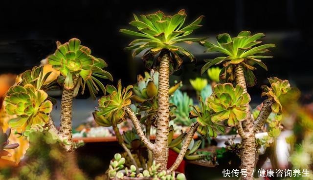 等我有个独立院子，就把多肉种墙上，一面种法师，一面种紫乐！