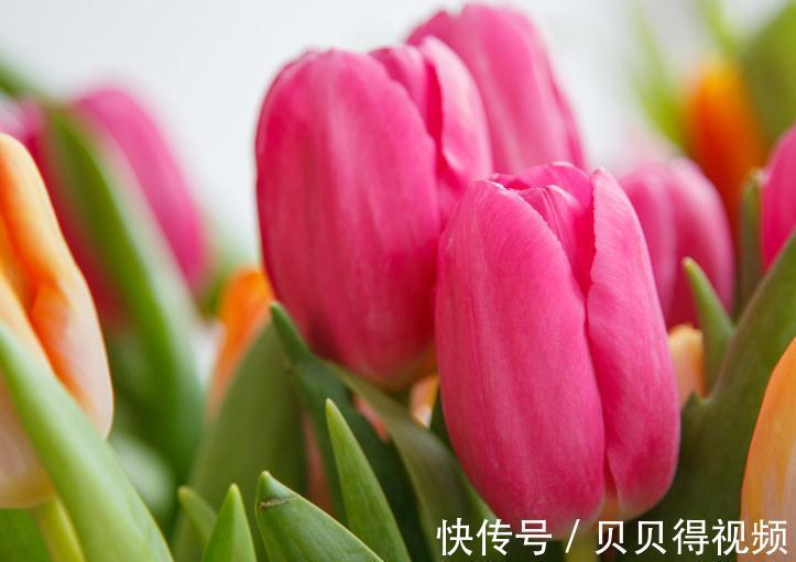 花香在世界排名前三的花,闻一闻精神百倍,你家有养么