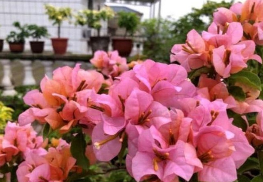 阳台养上4种花,一年四季开不停,有点阳光就开花,漂亮又好养!