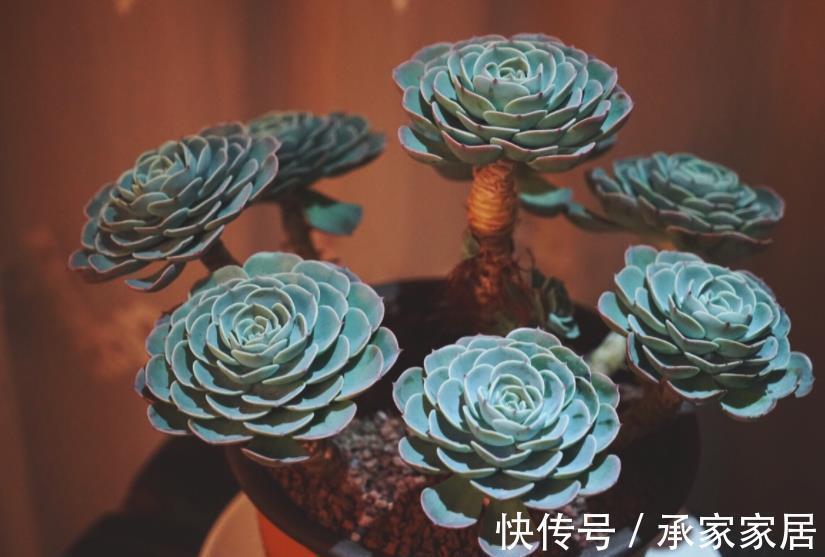 多肉|多肉玉蝶就是“懒胖子”，浇水越少长势越好，长成群生肉墩子