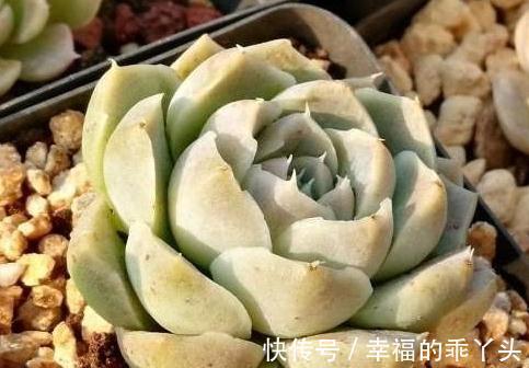 每周认识一种多肉,撒哈拉