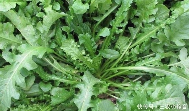 五月是吃 長壽菜 的好季節 包成餃子簡直一絕 中國熱點