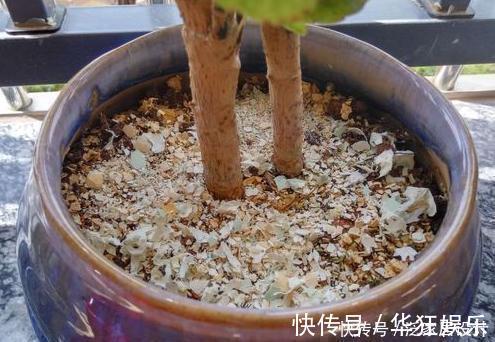 花卉|养了10年花,才知道鸡蛋壳这么处理后,不生虫、肥效足,养啥旺啥