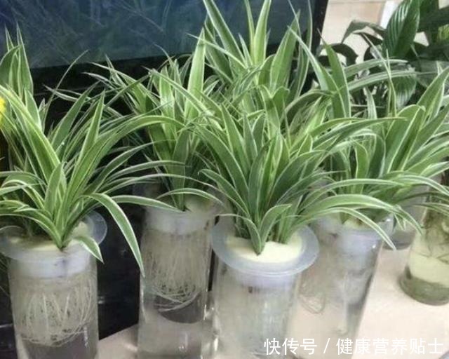 不要再用土养吊兰了,换成水既干净又省心,白根狂长爆满瓶!