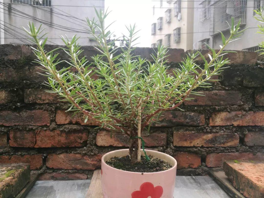 身价|5块钱一盆的花,养1年变老桩,身价翻了上百倍!