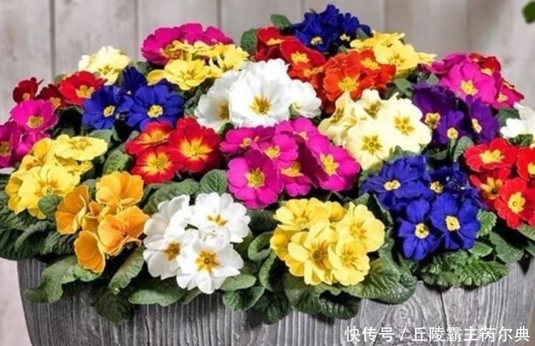 家里要养4种花,开花吉祥又喜庆,远远的,就能闻到它的花香