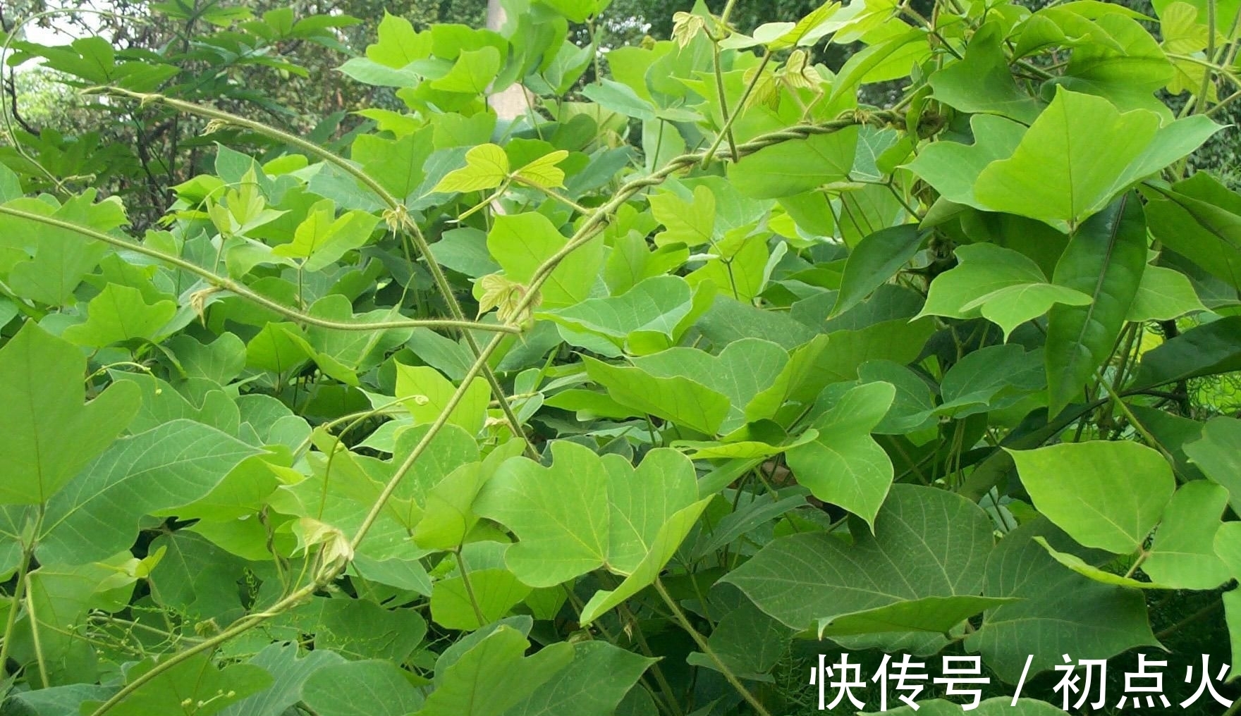 植物|农村随处可见的葛根,全身都是宝,常应酬喝酒的朋友一定要了解下