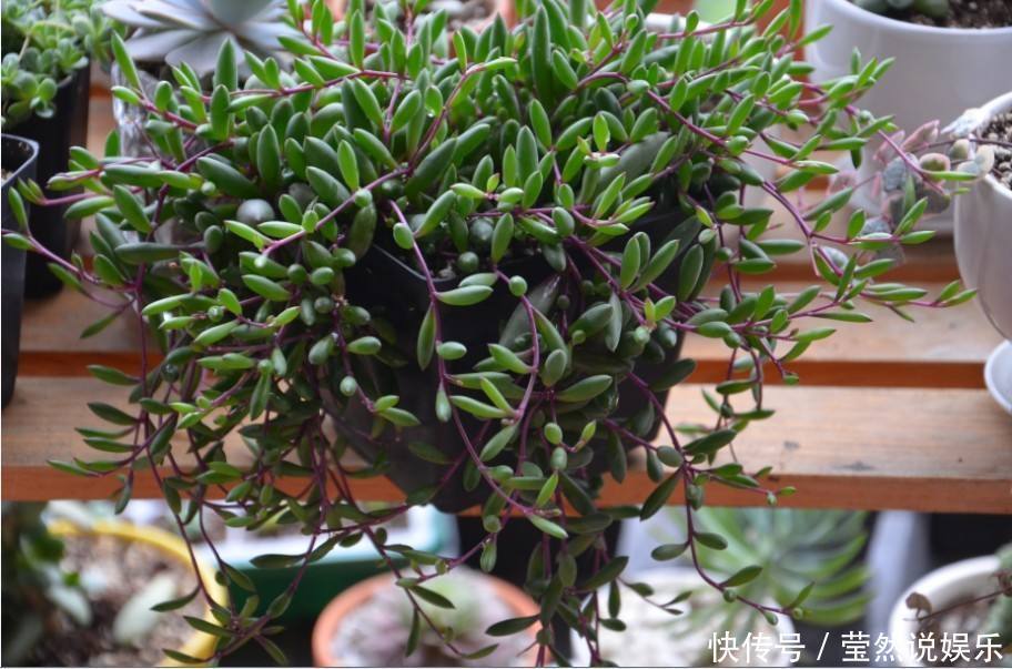 适合新手价格便宜又萌又好养的多肉,看了一眼就想剁手了