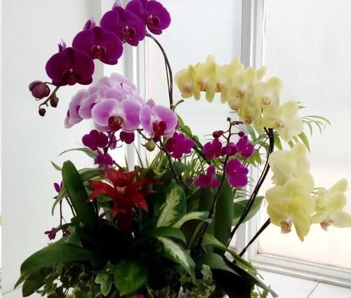 这10种花超级怕冷，再不搬进屋，小心只剩下盆了