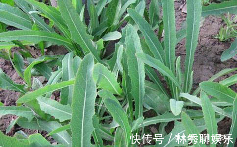 农村|农村有种野菜，被称作“亲妈菜”“救命菜”，能治”富贵病“