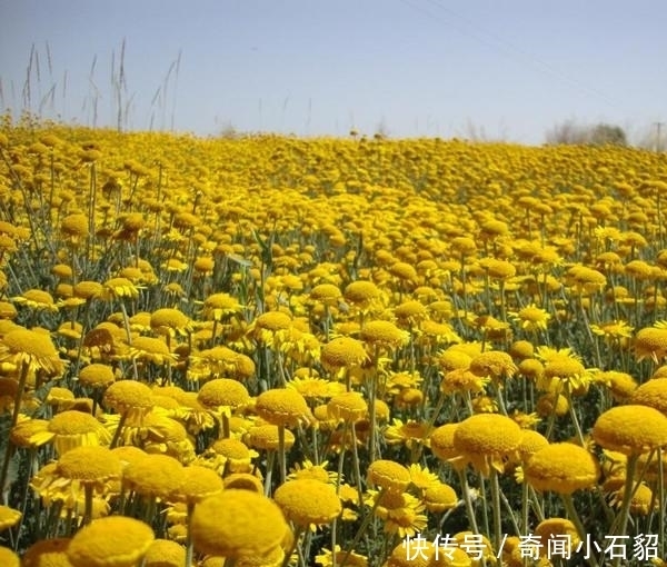 日光菊比皇帝菊更美，比太阳花还好养，耐热开花90天