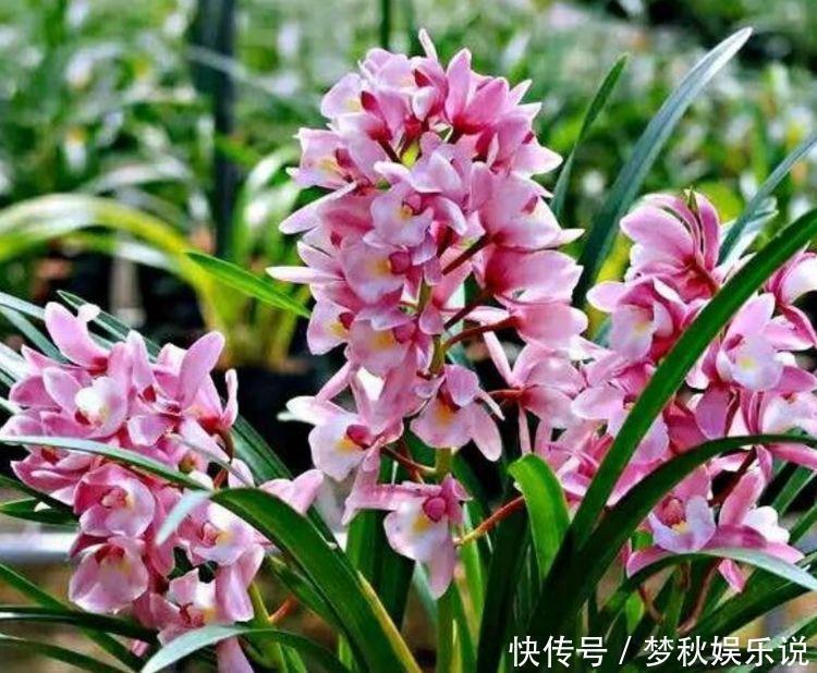 清香|几种花养在阳台,花开不断,好养易活开花漂亮