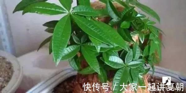 木炭|盆栽底下垫上这4种,告别“植物杀手”称号!