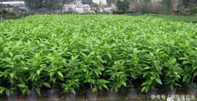 碰碰香|不管有钱没钱,家里养这十种植物,招财镇宅又养人