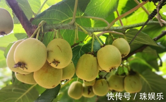 阳台别只种花草,试试种盆栽果树,养护简单易结果,想吃随手摘