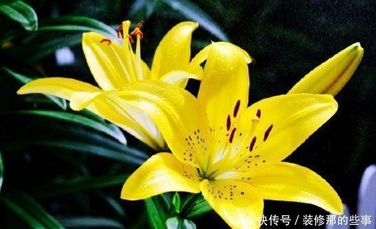 几款散发清新花香的花卉,养在家里,花香四溢,阳台变花海