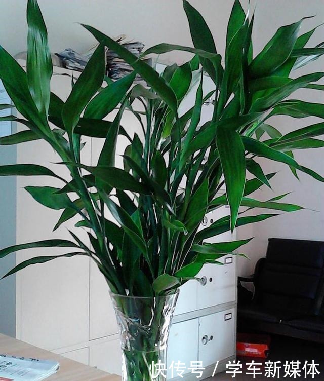 家里摆上10种花,越来越兴旺、发达,听名字就是“吉祥”花!