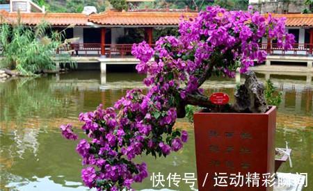 三角梅要想开花多,最重要的就是修剪,如何剪怎么剪,今天来教你