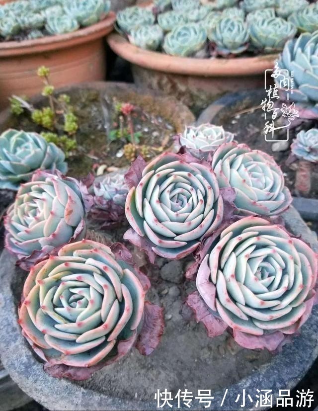 从一颗到500多盆，遇见多肉后，满眼全是你！