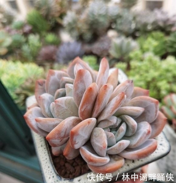 怎么养出“透红”的肉肉?多肉变红,只需2个条件,很简单