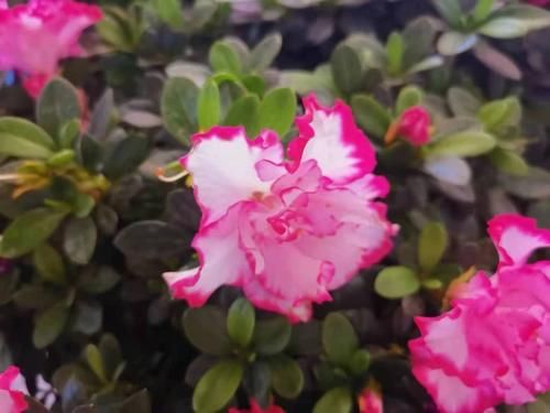 8种适合养窗台上的开花植物，给散射光就能经常有花看，适合新手