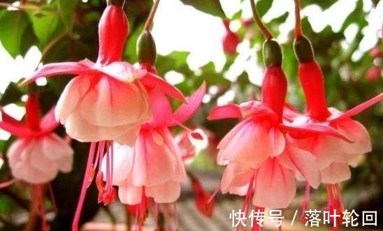 莲花|4种花好养易活开花漂亮，花美色艳，还能散发清香