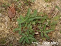 翻白草|农村山上一种植物,是“糖尿病”的克星,剥开能直接生吃