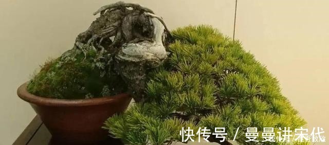 五针松盆景的6点养护技巧解析，知道了，养护五针松再也不发愁