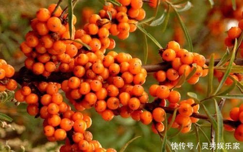 总黄酮|高温来袭,女性可多吃此野果,清热解毒、抗衰老,子宫也光滑了