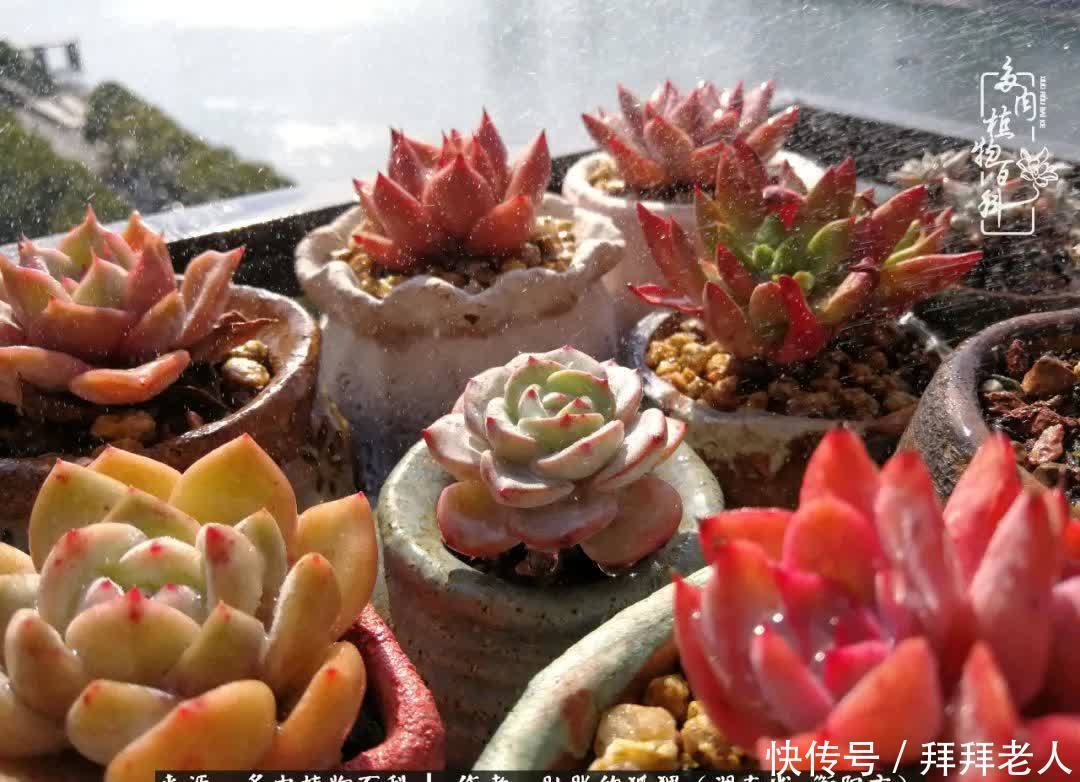 养多肉,我们到底养的是什么?