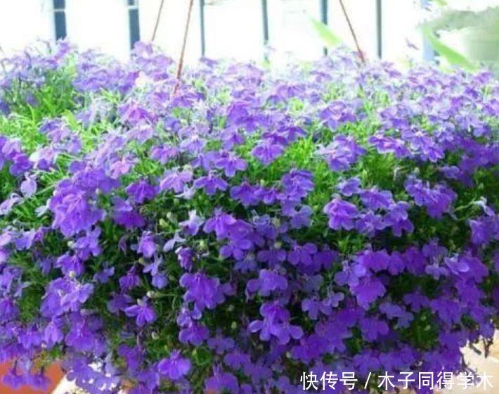 仙气飘飘的几款花卉,迷人的花朵,阵阵花香,优雅迷人