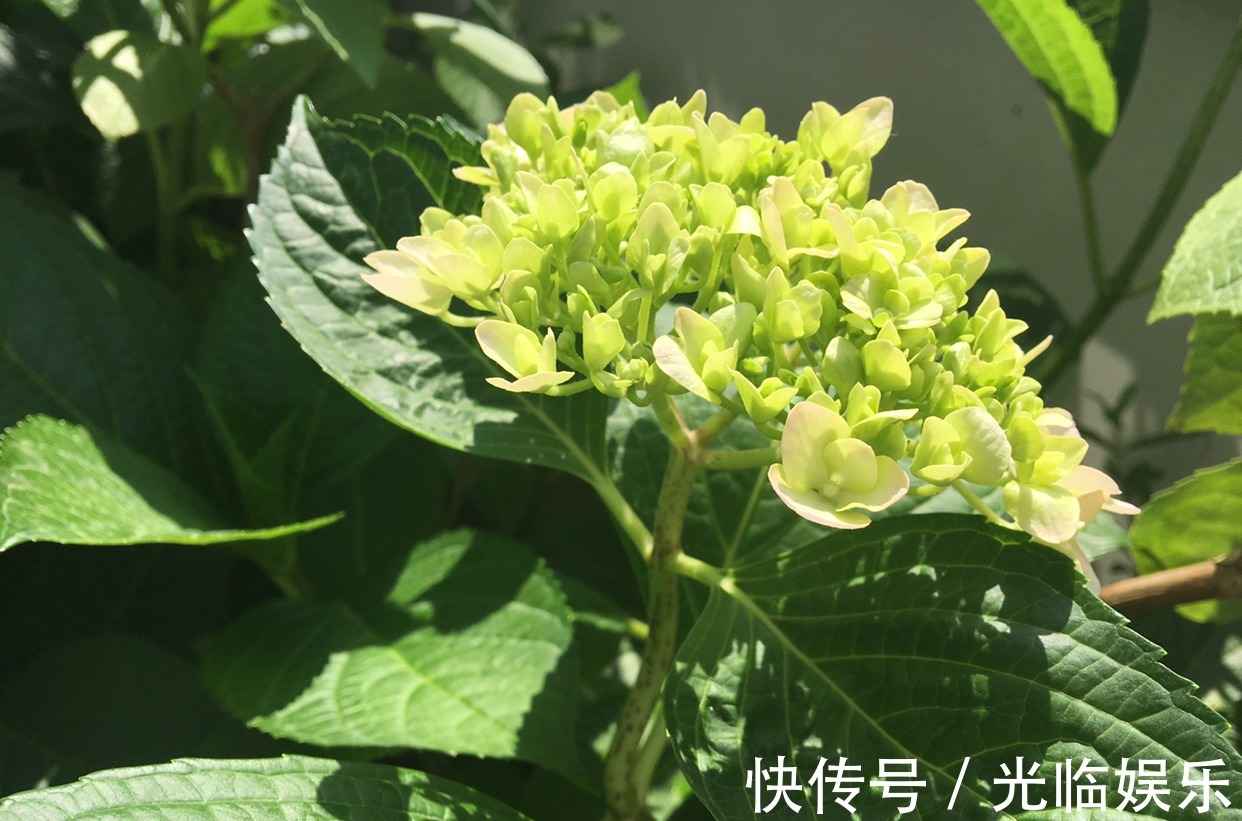 扦插绣球花很简单,“3步”就扦插活,长根发芽快,阳台一片花海