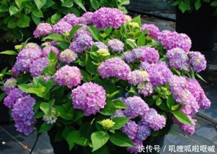 4种花是花中劳模,家里养一盆,开花漂亮花期长,谁养谁喜欢