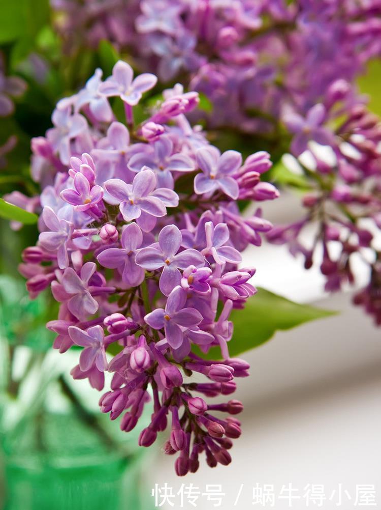 阳台|4种漂亮花,自带“体香”,阳台养一盆,满屋香水味