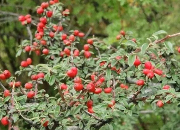 枸杞|山上一种果子,浑身是“宝”,以前被当柴烧,如今60元一斤