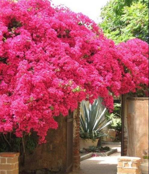 盆景|三角梅养成盆景又美又飒，爬成花墙热情浪漫，爆花成球秘诀在这