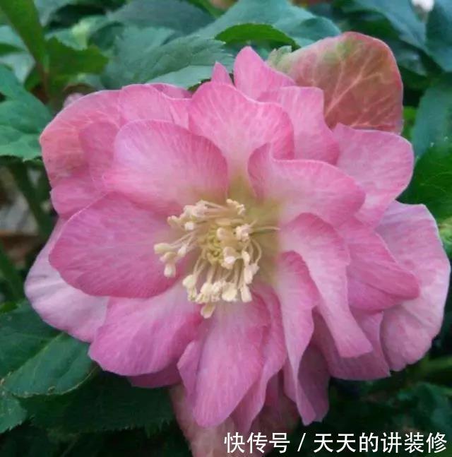 花的品种图片和花名 花的品种图片和花名