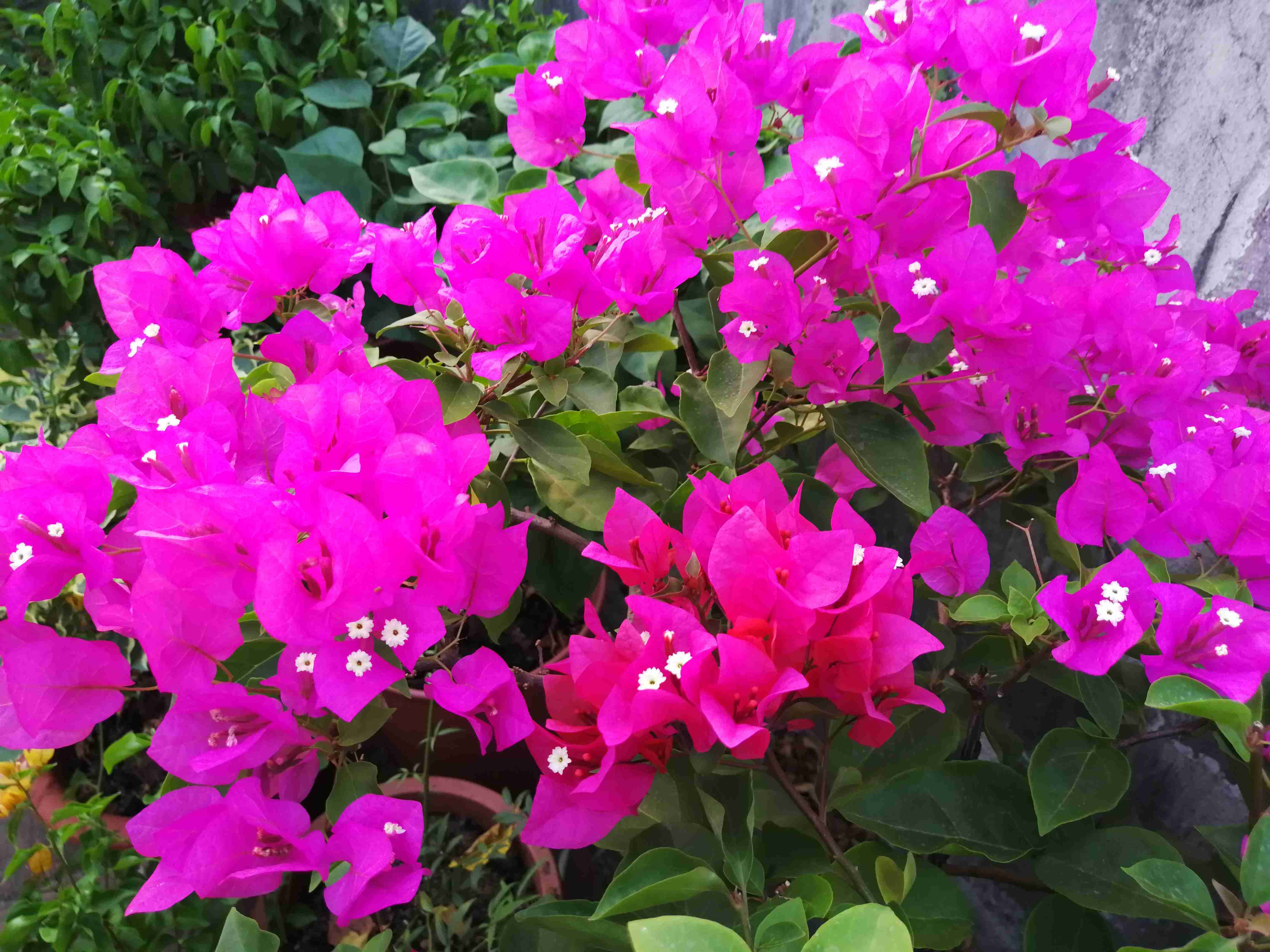 明白|三角梅叶子是变色龙绿色叶子养着养着就变红,搞明白4点就够了