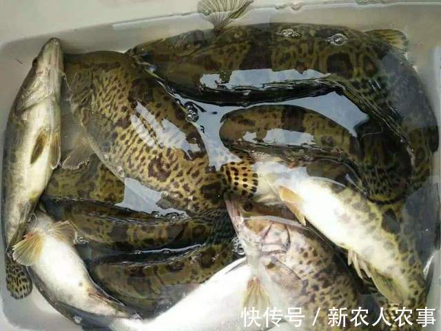 江苏男子的另类“钓鱼不空军”,连青菜也不放过,迟到的正义来了