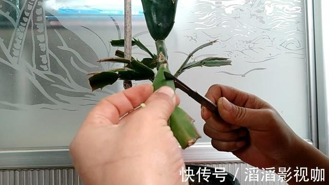 季节|嫁接蟹爪兰最好的“季节”，仙人掌割一刀，插上蟹爪兰，飞快开花
