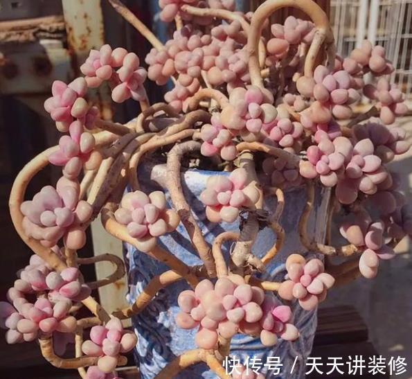 多肉|盘点6种适合新手的多肉，皮实好养颜值高，轻松养出好状态