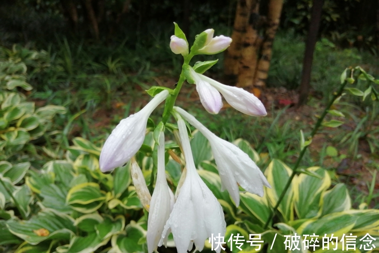 秋空&七绝:雨中访花(新韵)三首
