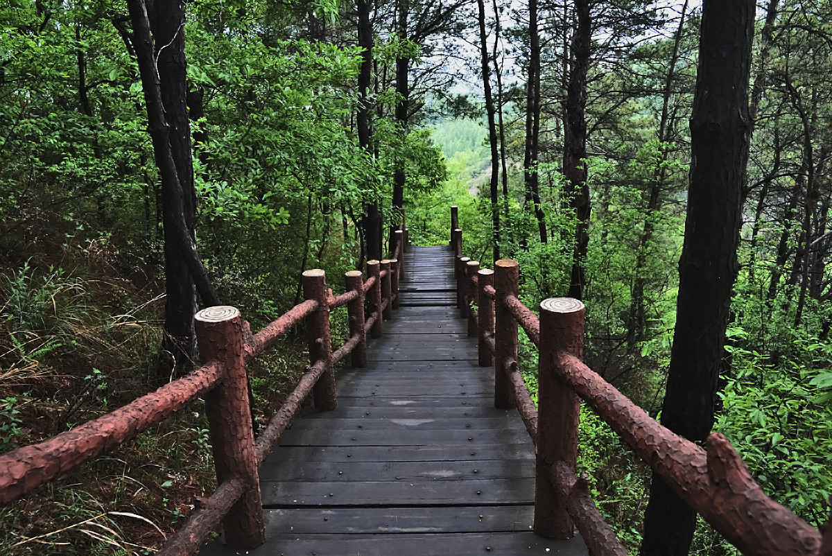 绝迹|定军山一战成名，可是“军山狐”却因此遭殃，目前基本绝迹了