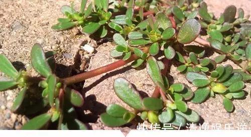 小时候常见却叫不出名字的植物，太全了