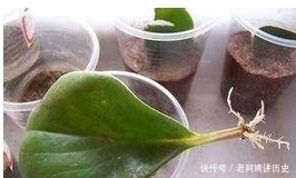 盆栽植物|不花钱,一个叶片就能养爆盆的5种盆栽植物!简单实用窍门!
