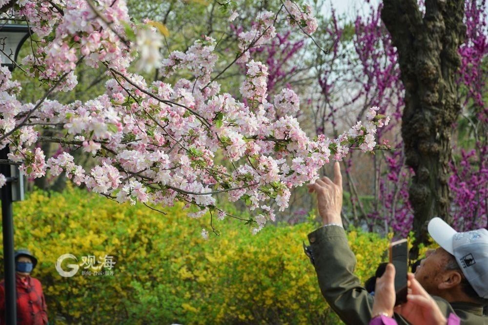 李村公园：春意藏不住，花儿齐争艳